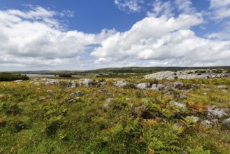 Karst landscape, lake on the horizon, Burren National Park, County Clare, Ireland, Europe