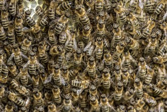 Bee colony, many bees, Western or European honey bee (Apis mellifera), wild construction of natural