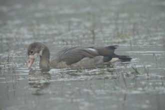 Nile Goose (Alopochen aegyptiaca) fledgling in fog on the water, Allgäu, Bavaria, Germany,