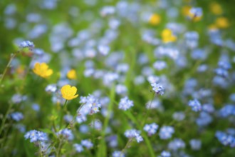 Yellow buttercups (Ranunculus acris) and wild blue-flowering forget-me-nots (Myosotis) in a meadow.