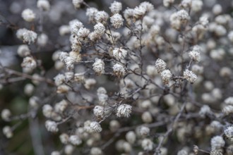 Ice crystals on the seed head of autumn asters (Symphyotrichum), Bayaer, Germany, Europe