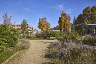 Duchess Garden, gardens with flowerbeds, paths and trees, asters (Aster), above-ground district