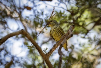 Yellow-bellied jala female (Philipitta schlegeli) in the dry forests of Tsingy de Bemaraha National