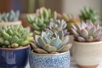 Different small succulent house plants in flower post. Generative AI, AI generated