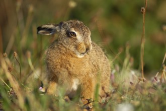 European brown hare (Lepus europaeus) juvenile baby leveret animal feeding in grassland in summer,