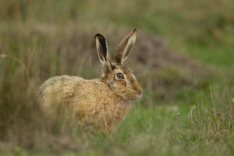 European brown hare (Lepus europaeus) adult animal in grassland in summer, England, United Kingdom,