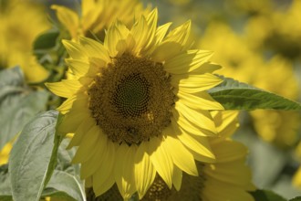 Sunflower (Helianthus annuus), Münsterland, North Rhine-Westphalia, Germany, Europe