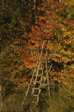 High seat at the edge of the forest in autumn leaves, Franconia