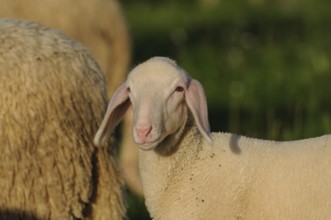 Close-up of a lamb in daylight in the meadow, domestic sheep (Ovis orientalis aries), Bavaria