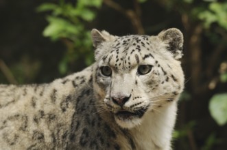 Snow leopard looking attentively to the side, surrounded by green leaves, Snow leopard (Panthera