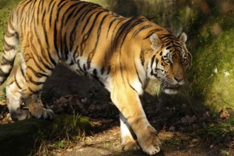 A tiger moving through a shadow-covered area, sunlight reflecting on its fur, Siberian tiger