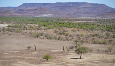 Three Angola giraffes (Giraffa giraffa angolensis) in dry desert landscape with table mountains,