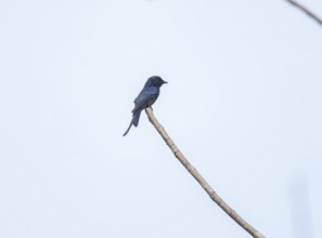 King drongo, black drongo (Dicrurus macrocercus), Kaeng Krachan National Park, Phetchaburi