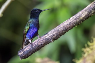 Velvet-purple coronet (Boissonneaua jardini), Mindo Forest Reserve, Mindo, Ecuador, South America