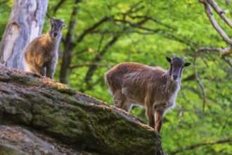 Two female Himalayan grays (Hemitragus jemlahicus) are standing on a rock in a green forest