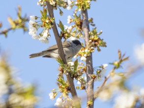 Blackcap (Sylvia atricapilla), adult male, perched in a flowering cherry tree, Hesse, Germany,