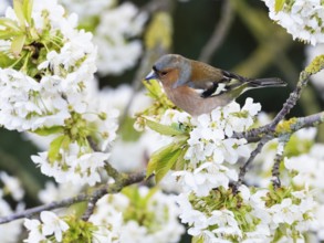 Common Chaffinch (Fringilla coelebs), adult male, perched in a flowering cherry tree, Hesse,