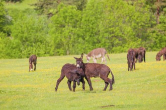 Two mixed breed donkey stallions fight