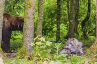 A eurasian grey wolf (Canis lupus lupus) encounters an european brown bear (Ursus arctos arctos) in