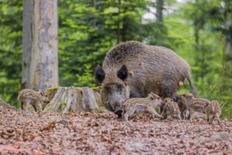 Wild boar (Sus scrofa), adults and piglets, forage for food on the forest floor