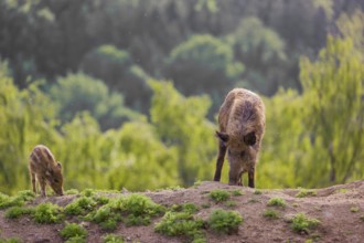 A wild boar (Sus scrofa) with some piglets looking for food in a clearing