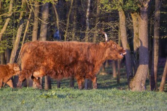 A Highland cow (Bos primigenius taurus) walks along a forest edge