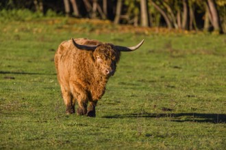 A Highland cow (Bos primigenius taurus) crosses a green pasture in early morning light