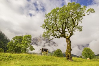 A cow stands under a Sycamore maple tree, Acer pseudoplatanus, in summertime. Mountains in the