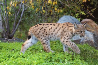 A young Eurasian lynx (Lynx lynx) runs across a green meadow