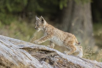 One young (10 weeks old) male Eurasian lynx, (Lynx lynx), walking over a rotten tree