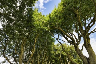 Treetops in the sunlight, famous beech avenue, The Dark Hedges, tunnel avenue, view upwards,