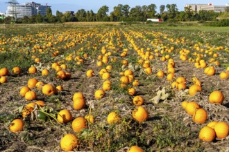 Pumpkin field, ripe pumpkins, shortly in front of harvest, near Neuss, North Rhine-Westphalia,