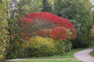 Vinegar tree (Rhus typhina) in autumn colour, Dinkelsbühl, Bavaria, Germany, Europe