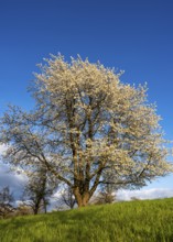 A white blossoming fruit tree in a meadow in spring. Sunshine, blue sky, golden hour. Small