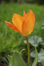 A single orange tulip (Tulipa) in the garden in spring. Green grass as a natural background