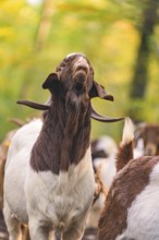 Goat with raised head in a forest clearing, forest pasture project, compensation for Hermann