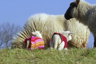 Two lambs with clothes on a green meadow next to a sheep, Elbe dike, Hitzacker, Damnatz, Wendland,