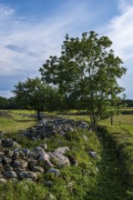 Trees in the remains of the ramparts and walls of the ruins of Graborg Castle, a prehistoric