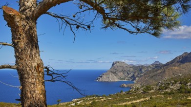 Coastal panorama with a tree in the foreground and mountains on the horizon, Mesochori village,