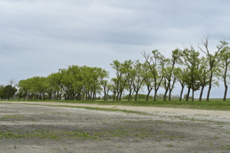 Very dry Zicksee, Lake Neusiedl National Park, Seewinkel, Burgenland, Austria, Europe