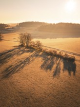 Aerial view of a group of trees casting long shadows on a field in the morning light, Gechingen