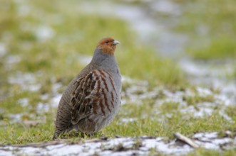 Grey partridge (Perdix perdix), Emsland, Lower Saxony, Germany, Europe