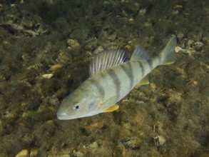 A striped river perch (Perca fluviatilis), Egli, Kretzer at night, dive site Zollbrücke, Rheinau,