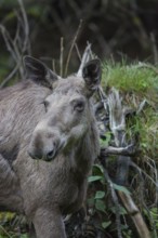 Moose (Alces alces) cow with trees and green grass around