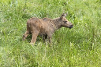 Moose (Alces alces) calf standing on a wet meadow. Green grass around