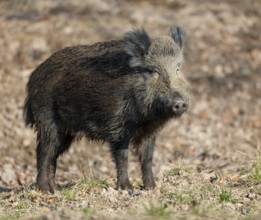 Wild boar, wild boar (Sus scrofa), young boar standing in a forest clearing, Germany, Europe