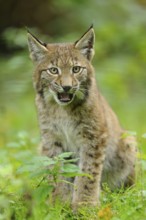 A young lynx growls slightly as it peers out of the dense, green forest, Eurasian lynx (Lynx lynx),