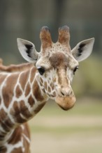 Close-up of a giraffe with brown and white fur and a curious look, reticulated giraffe (Giraffa