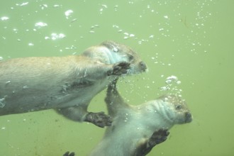 Two otters diving playfully under water with rising bubbles, European otter (Lutra lutra), Bavaria