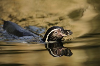 Penguin swimming in water with reflection on the surface, surrounded by a calm atmosphere, Humboldt